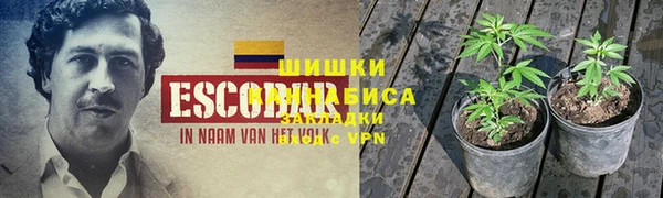 трава Белокуриха